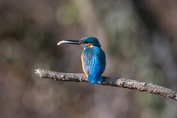 Martin Pescatore