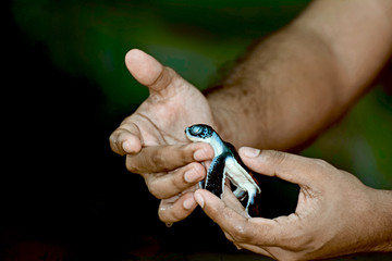 Small Sea Turtle On Hand At A Sea Turtle Conservation Project In Kosgoda, Sri Lanka. Kosgoda Lagoon Is Perfect Place For Watching Turtles And Turtle Hatcheries (With The Computer Color Effects)