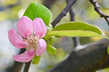 pink buds and flowers of quince japanese on the branches