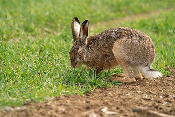 Wild European Hare ( Lepus Europaeus ) Close-Up On Green Background
