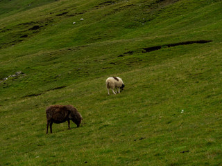 Green grass fields of Faroe Islands. Sheeps eating grass.