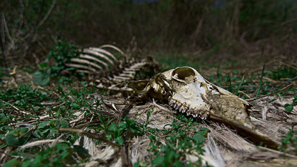 Animal deer skeleton that has decomposed slowly in a field with green foliage around through the carcass bones skull and ribs