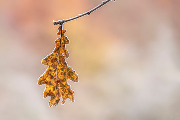 Eichenblatt im Herbst. Herbstlaub in Nahaufnahme