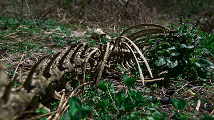 Animal deer skeleton that has decomposed slowly in a field with green foliage around through the carcass bones skull and ribs