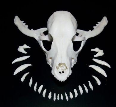 cráneo de canino con mandíbulas atravesadas y dientes al rededor