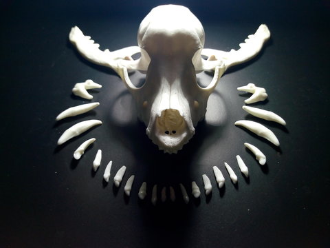 cráneo de perro con dientes al rededor iluminada desde posterior