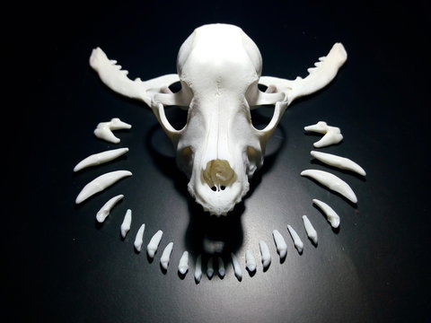 cráneo de perro con marco de dientes al rededor y mandíbulas