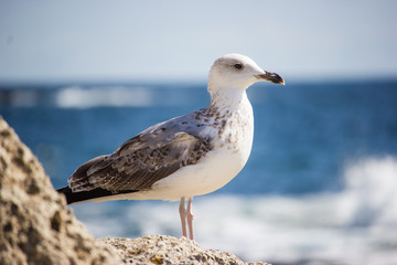 Close-up of a beautiful seagull standing on a stone on background of sea