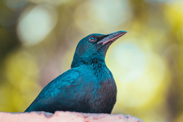 Obraz premium blue bird