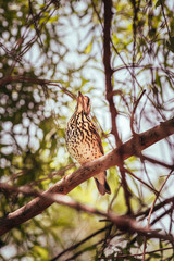 bird