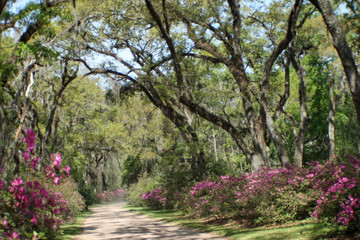 Fototapeta premium Louisiana Moss Covered Trees