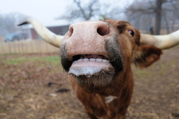 Fototapeta premium Funny cow face close up shows Texas Longhorn teeth and big nose with slobber.