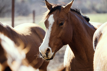 Fototapeta premium Bay horse close up withing herd of young mares on farm.