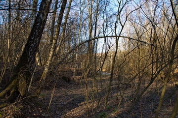 Awakening spring forest on a sunny day, Russia.