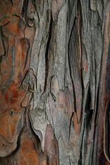 background of wooden bark of old wood