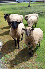A group of sheep waiting to be shared