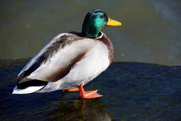 Obraz premium duck