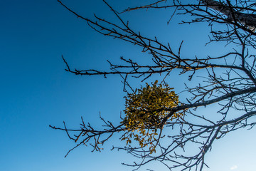 Misteln auf Baum im Frühjahr
