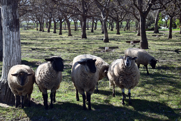 Fototapeta premium A line of five sheep