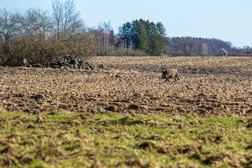 Wild boar running across a field