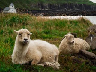 Faroe Islands. Sheeps laying on the ground. Farr in the background the church of Kirkjubøur village.