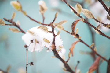White magnolia spring blossom  background