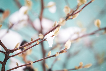 White magnolia spring blossom  background