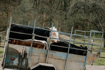 transportation of livestock in rural areas with the help of a small trailer. Calves in the trailer