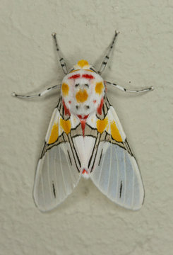 Tiger Moth (Idalus crinis) Macro