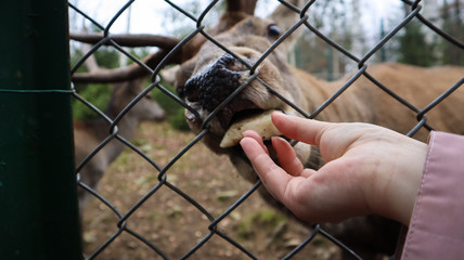 A woman feeds a deer with horns through a fence in a zoo. Deer eats sugar beets from a female hand.