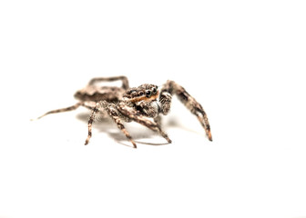 spider isolated on white background