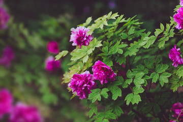 Peony flowers background. Blooming peony shrubs. Bright flowers of peonies. Summer floral background. Juicy green leaves and magenta colored flowers