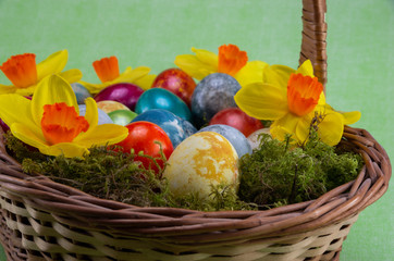 Easter, colored painted eggs in a wicker basket with moss and daffodils