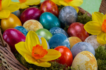 Fototapeta na wymiar Easter, colored painted eggs in a wicker basket with moss and daffodils