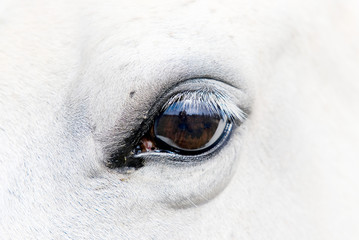 Gray horse close up of brown eye.