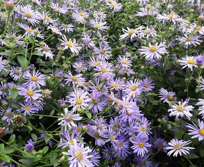 Flowers of Symphyotrichum laeve or smooth blue aster, in the garden.
