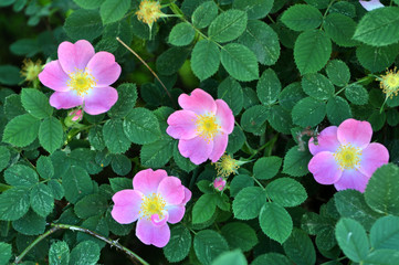 It blooms in nature dog rose