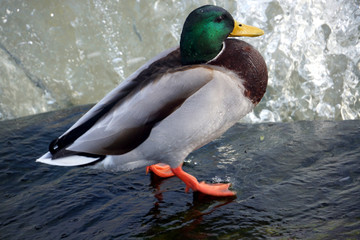 duck