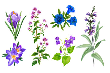 Obraz na płótnie Canvas Set of wild field flowers and herbs, watercolor