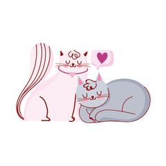 cute white and gray cats pets domestic cartoon love