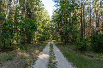Beautiful rural dirt road in the forest