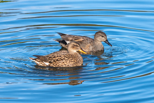 Adult male and female gadwall floating in water