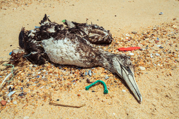 Dead seagull on beach 5