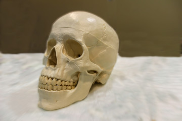 human skull on white and brown background