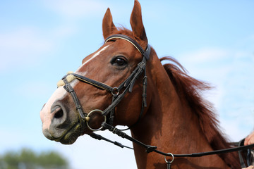  Side view head shot of a beautiful show jumper horse on natural background
