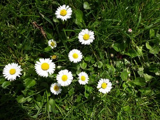 White small flowers of Daisies, Bellis perennis in the garden. © beres