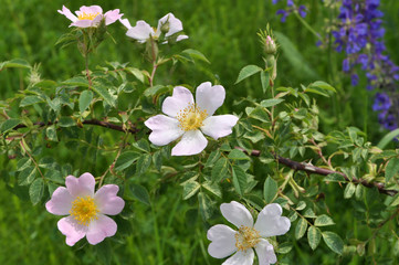 It blooms in nature dog rose