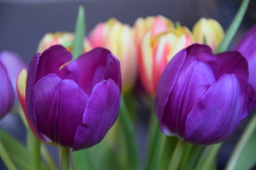 Macro shot of two puprle tulips on grey background. Colorful bouquet of tulips. 