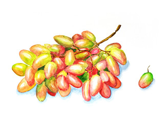 Watercolor branch yellow grapes, illustration on white background.