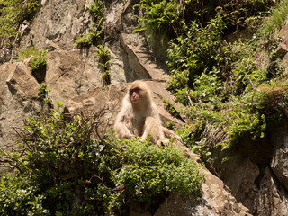 Monos en la reserva de Jigokudani, Yudanaka, Nagano
